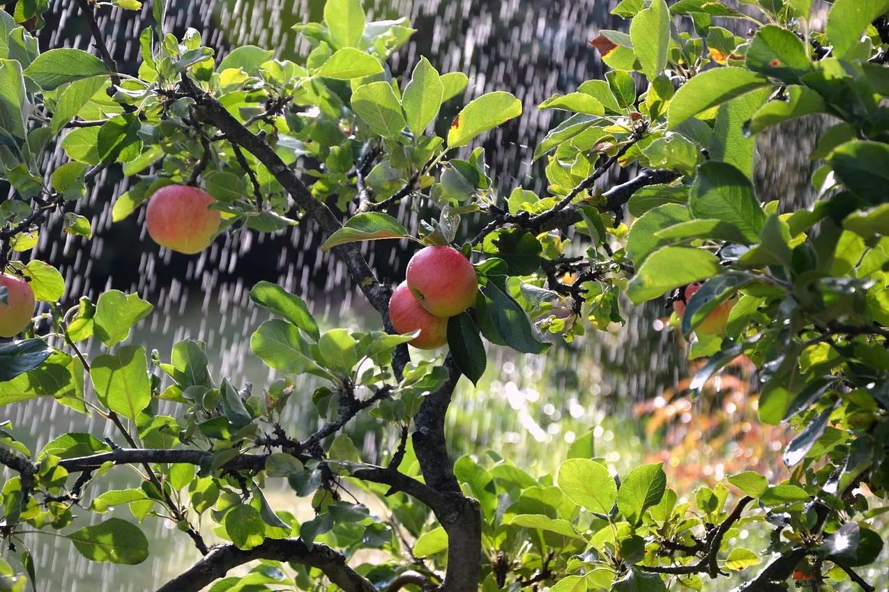 Apple tree, apples, irrigation background