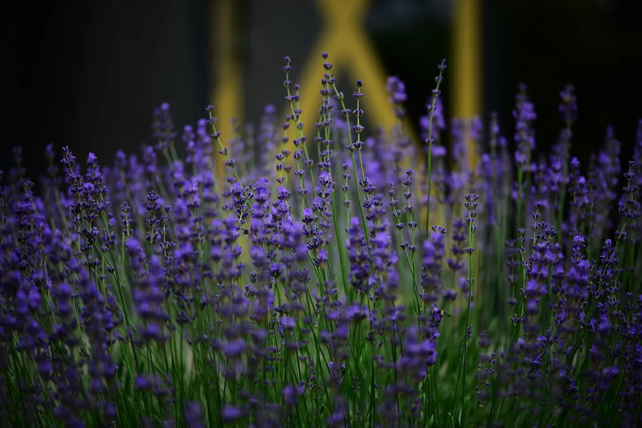 Lavender, front door, home