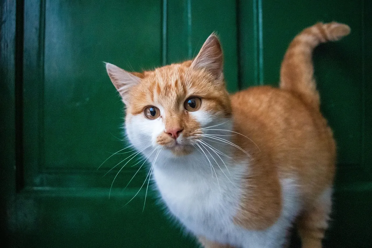 Cat, front door, pet