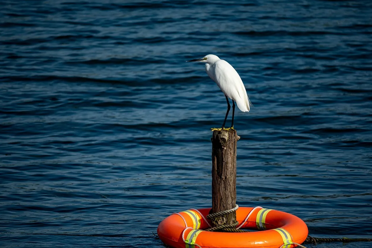 Bird, animal, nature